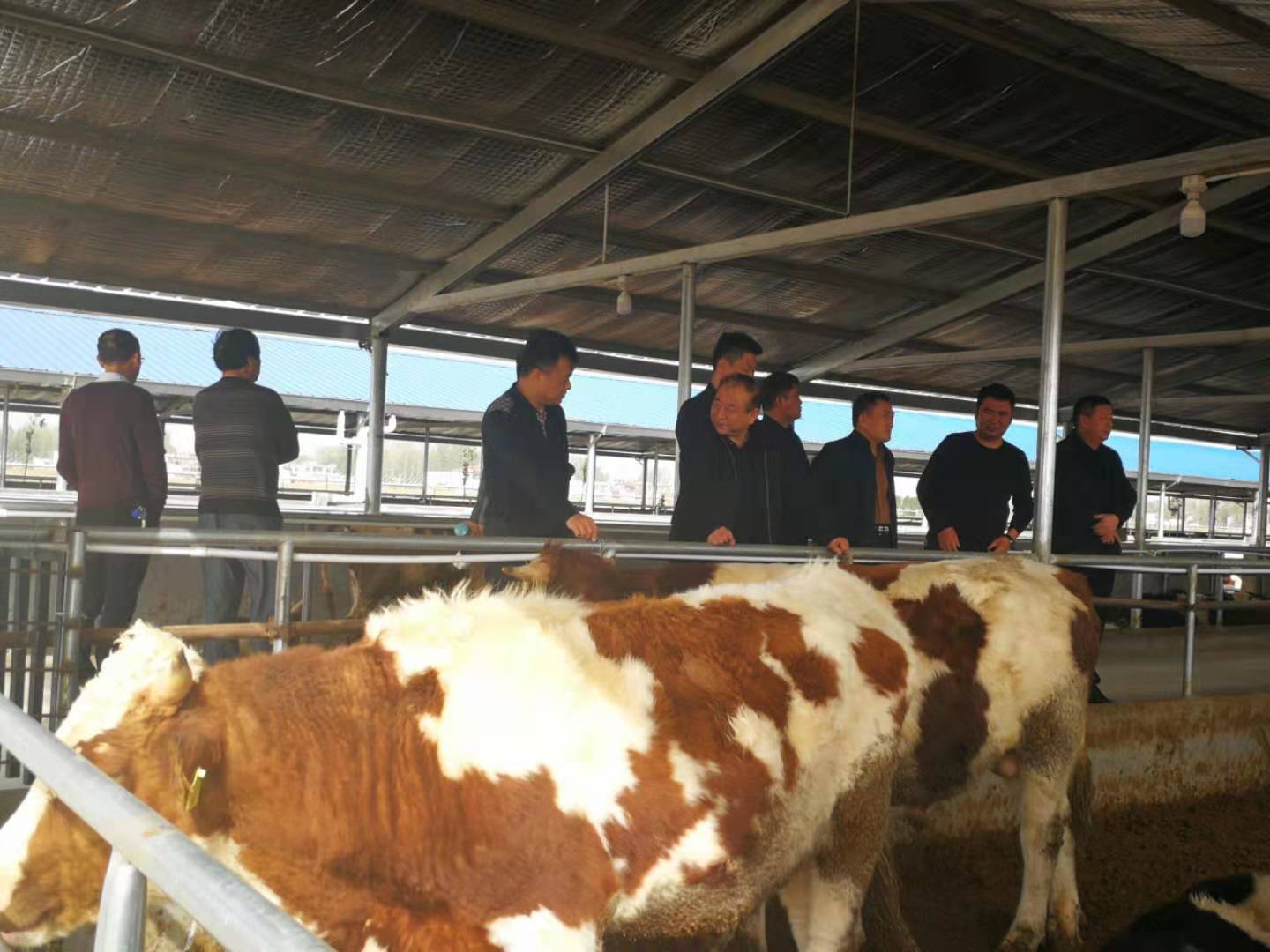 参观沈丘县肉牛养殖基地